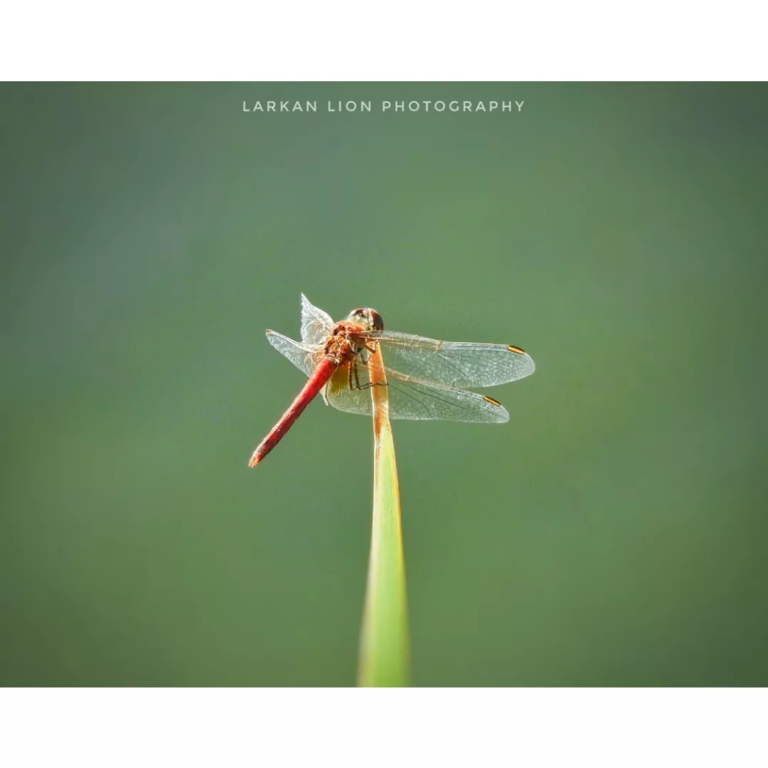 dragonfly